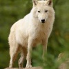 Vlk arkticky - Canis lupus arctos - Arctic Wolf 4315